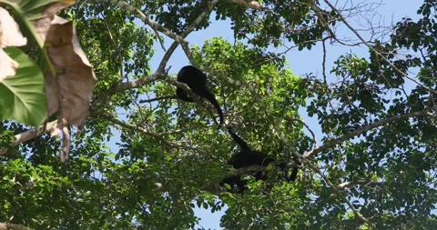 Black Howler Monkey in rainforest of Belize Vidéo 331574166