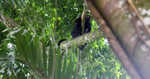 Black Howler Monkey in rainforest of Belize Video stock 331574456