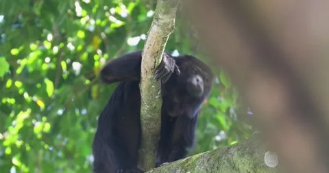 Black Howler Monkey in rainforest of Belize Stock Footage 331574464
