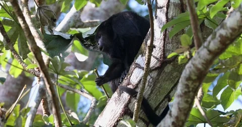 Black Howler Monkey in rainforest of Belize Video stock 331574710
