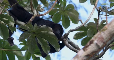 Black Howler Monkey in rainforest of Belize Stock Footage 331574753