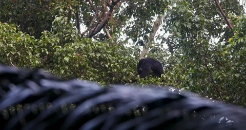 Black Howler Monkey in rainforest of Belize 库存影片 331574998