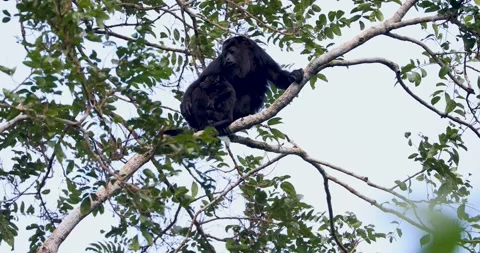 Black Howler Monkey in rainforest of Belize 库存影片 331575065