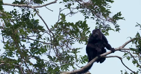 Black Howler Monkey in rainforest of Belize Stock Footage 331575133