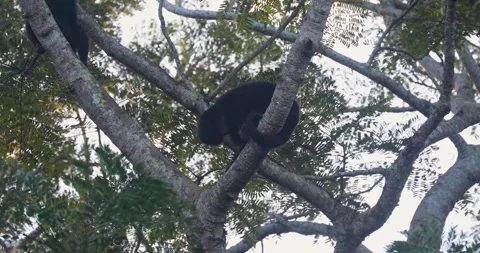 Black Howler Monkey in rainforest of Belize Stock Footage 331575399