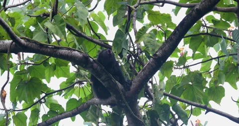 Black Howler Monkey in rainforest of Belize 库存影片 331575519
