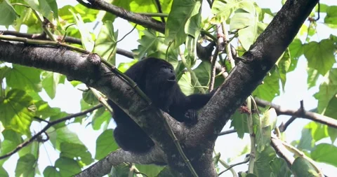 Black Howler Monkey in rainforest of Belize Stock Footage 331575597