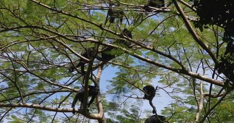 Black Howler Monkey in rainforest of Belize 库存影片 331575606