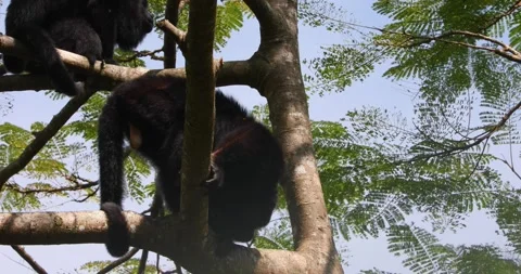 Black Howler Monkey in rainforest of Belize Stock Footage 331575741
