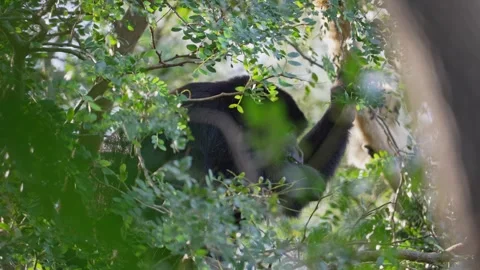 Black Howler Monkey Resting Among Dense Foliage Stock Footage 336842793