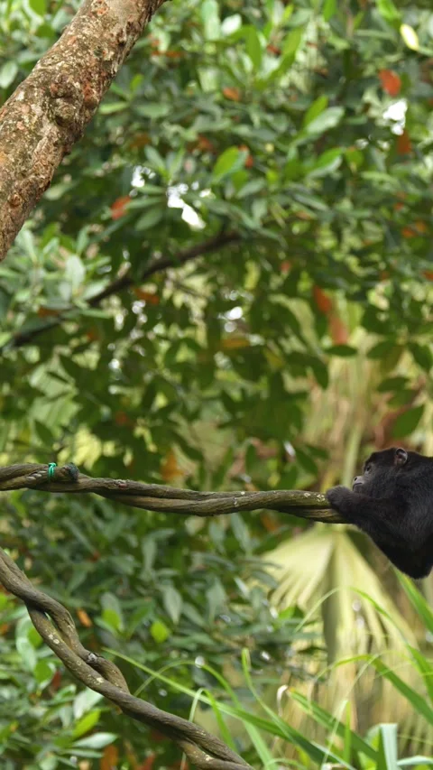 A Black Howler Monkey Resting on a Thick Jungle Vine 動画素材 328399152