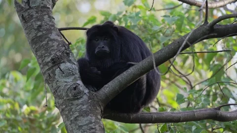Black Howler Monkey Resting on Tree Branch in Dense Forest Stock Footage 336538802