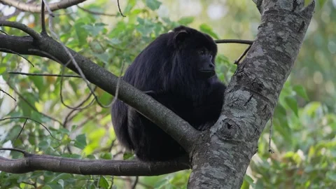 Black Howler Monkey Resting On Tree Branch In Ibera Forest Argentina Stock Footage 337226327