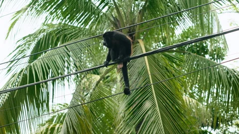 Black Howler Monkey Sitting on Power Lines with Palm Trees in Tropical Setting. Stock Footage 342215599