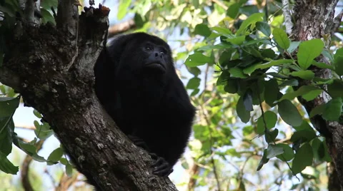 Black Howler Monkey in Tree Stock Footage 42356839