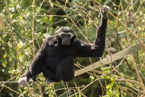 Black Howler Monkey in Tree Stock Photos