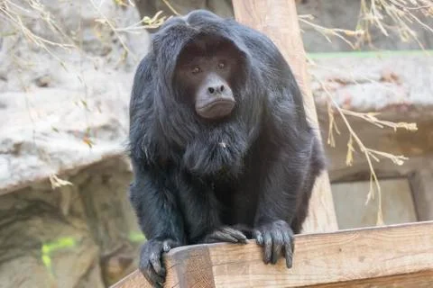 Black howler monkey watching something very carefully Stock Photos