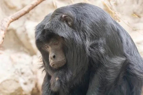 Black howler monkey watching something very carefully Stock Photos