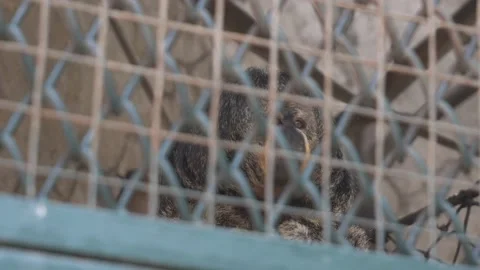 A black huapo monkey eating behind bars in the Huachipa zoo at daytime in 4k Video stock 158263155