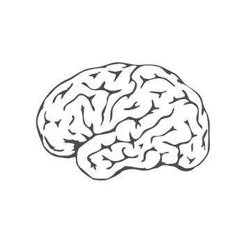 Black human brain isolated on white background. Human brain lateral view Stockillustratie