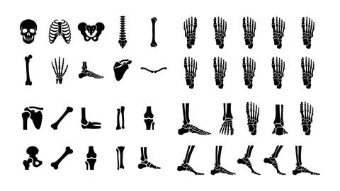 Black human skeleton bones silhouettes vector pack for medical anatomy diag.. Illustrazione stock