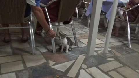 A black hungry cat walks between the tables in a restaurant and asks for food Vídeos de archivo 306917905