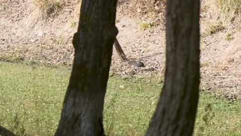 Black ibis finding something to eat Stock Footage 205427745