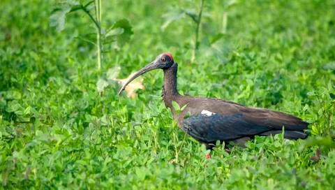 Black ibis Stock Photos