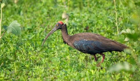 Black ibis Stock Photos