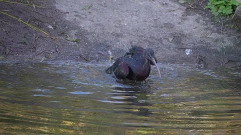 A black ibis in a pond Stock Footage 294833278