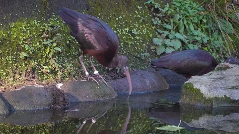 A black ibis in a pond Stock Footage 294836513