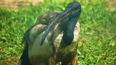 A black ibis standing around  Stock Footage 246425421