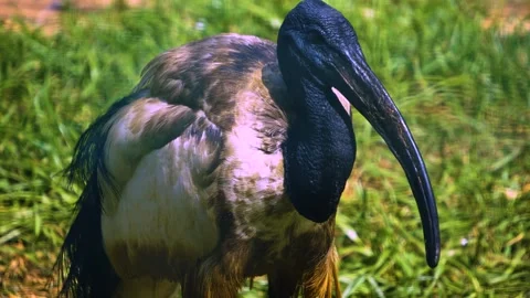 A black ibis standing around  Stock Footage 246592436