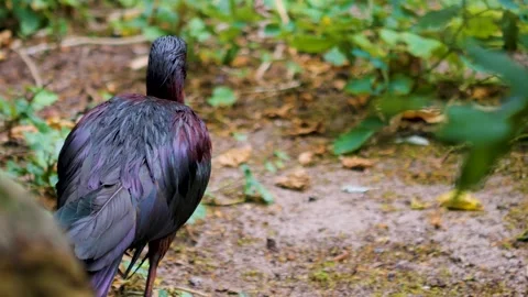 A black ibis standing around Stock Footage 256167959