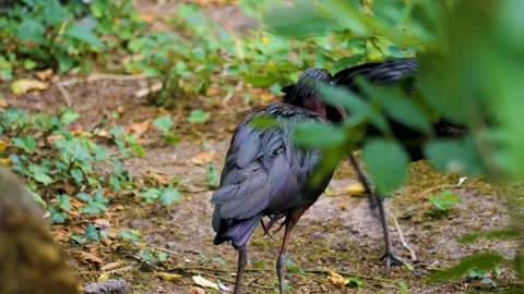 A black ibis standing around  Stock Footage 256250611