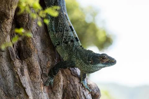 Black iguana descending down a tree Stock Photos