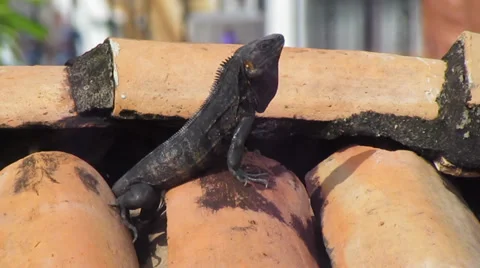 Black Iguana Garrobo on Rooftop Video stock 33786803