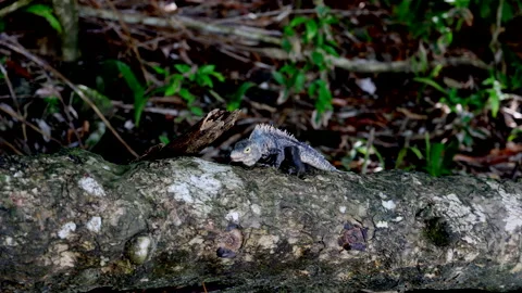 Black iguana moving through log and crawling in the jungle of Costa Rica Stock Footage 195276491