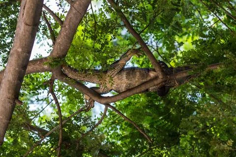 Black iguana in the tree tops Stock Photos