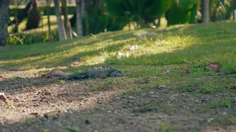 Black Iguana walks slowly in the grass. Ctenosaura similis is also known as Stock Footage 345054360