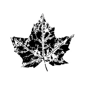 Black imprint of maple leaf イラスト素材