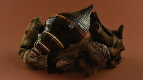 Black Indian Crown Conch seashell with driftwood on brown background Vídeo Stock 331577148