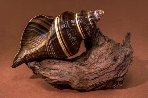 Black Indian Crown Conch seashell with driftwood on brown background Stock Photos