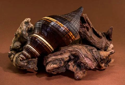 Black Indian Crown Conch seashell with driftwood on brown background Stock Photos