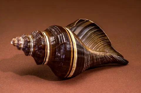 Black Indian Crown Conch seashell on brown background Stock Photos
