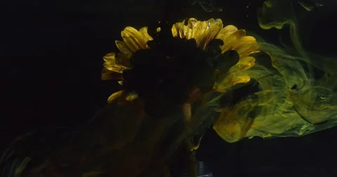 Black ink cloud is dropping down on a yellow flower underwater, 4k Stock Footage 141569869