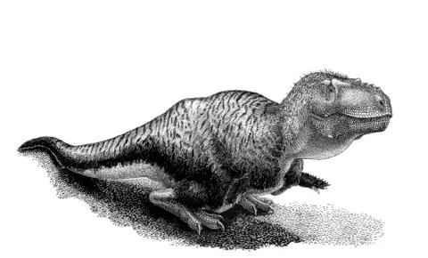 Black ink drawing of Tarbosaurus bataar. 스톡 일러스트