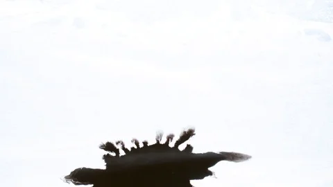 Black ink drops splatters spilling on white background Video stock 125469060