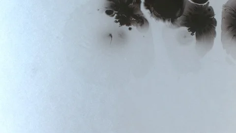 Black ink drops splatters spilling on white background Stock Footage 125469169