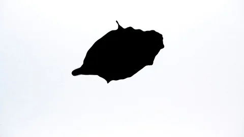 Black ink drops splatters spilling on white background Stock Footage 125472004